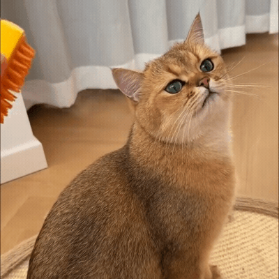 Steamy Brush pet cleaner 3-in-1